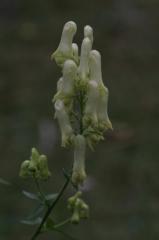 Aconitum vulparia, 18 aot 2004, Gavarnie (65)
