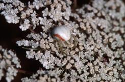  , aot 2002 Morcenx (40)
Araigne crabe sur fleur de carotte