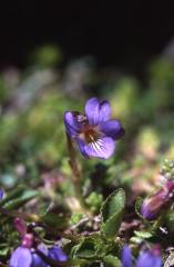 Viola pyrenaca, 10 mai 2003, Lacs d'Ayous