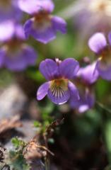 Viola pyrenaca, 18 mai 2003, Lacs d'Ayous