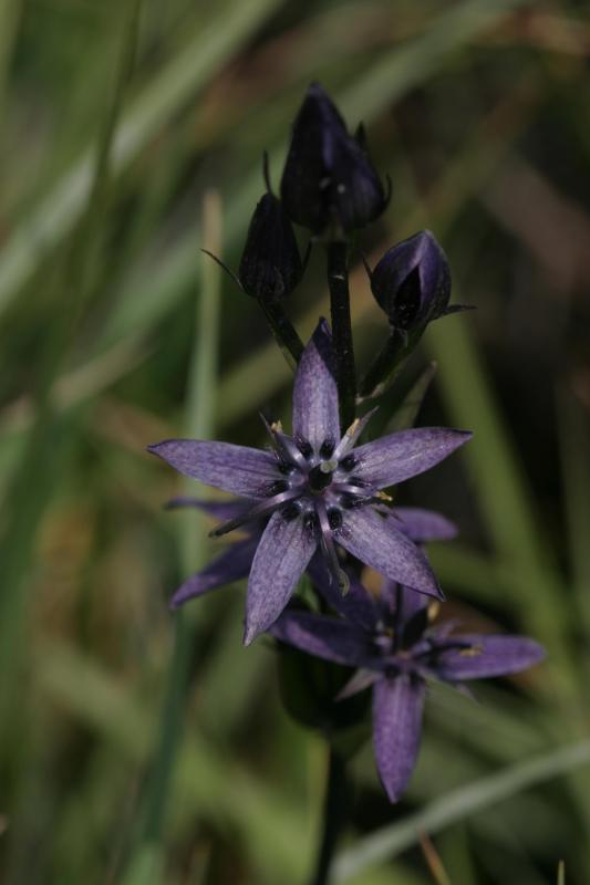 Swertia perennis, 18 juillet 2004, Col du Pourtalet (Aragon)