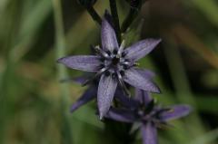 Swertia perennis, 18 juillet 2004, Col du Pourtalet (Aragon)