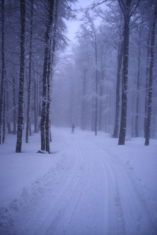  , 25 avril 1994, For�t d'Iraty (64)