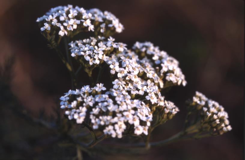 Achillea millefolium, 2 d�cembre 2001, Croix de Buzy (64)
