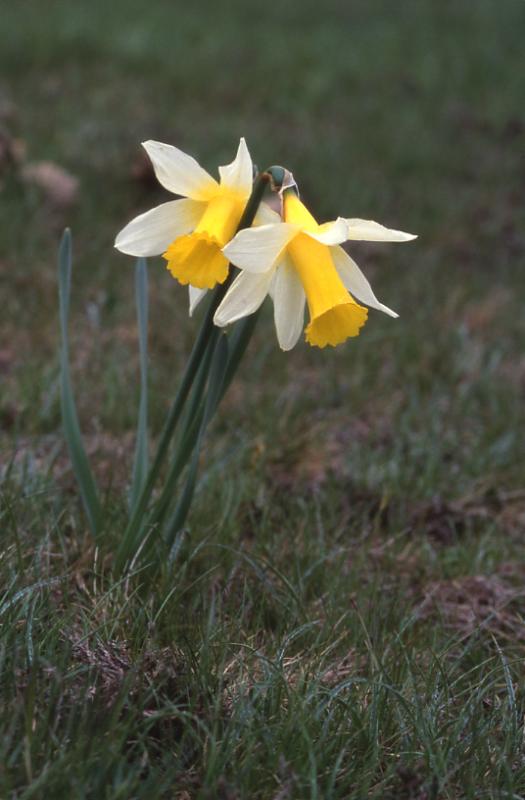 Narcissus pseudonarcissus, 30 mai 2002, Bious Artigues (64)