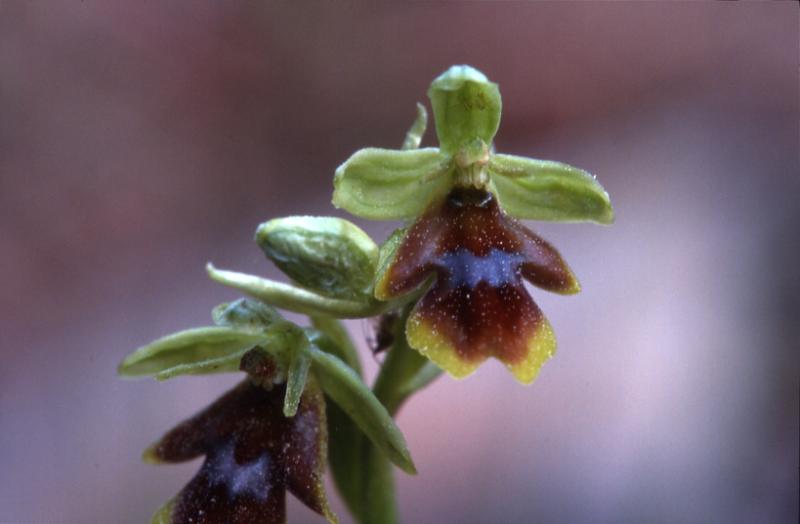 Ophrys aymoninii, 1 juin 2002 La Mal�ne (48)