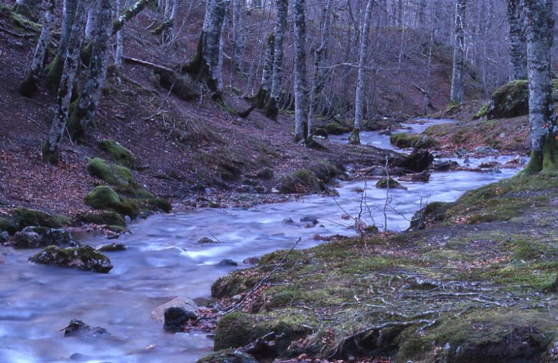  , 29 d�cembre 2002, For�t d'Iraty (64)