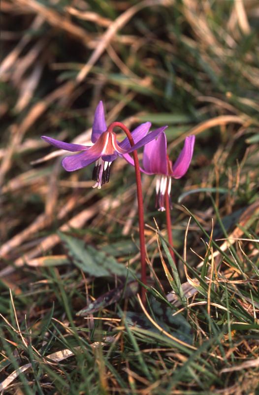 Erythronium dens-canis, 14 mars 2003, Holzart� (64)