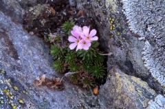Androsace carnea, 18 mai 2003, Bious Artigues (64)