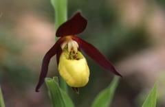 Cypripedium calceolus, 24 mai 2003, Formigal (Aragon)