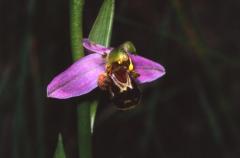 Ophrys apifera, 27 mai 2003, Embalse de Yesa (Aragon)