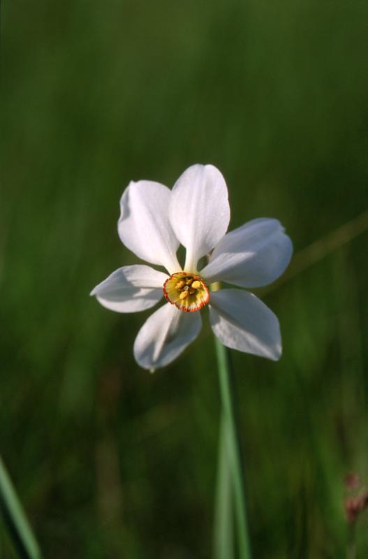 Narcissus poeticus, 28 mai 2003, Causse Mjean (48)