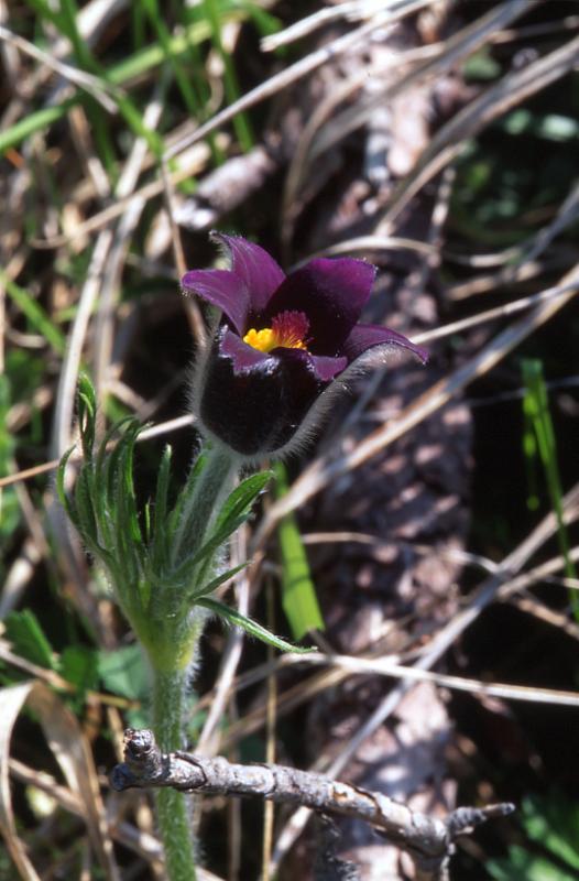 Pulsatilla vulgaris, 29 mai 2003, Causse M�jean (48)